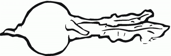 Turnip coloring page image