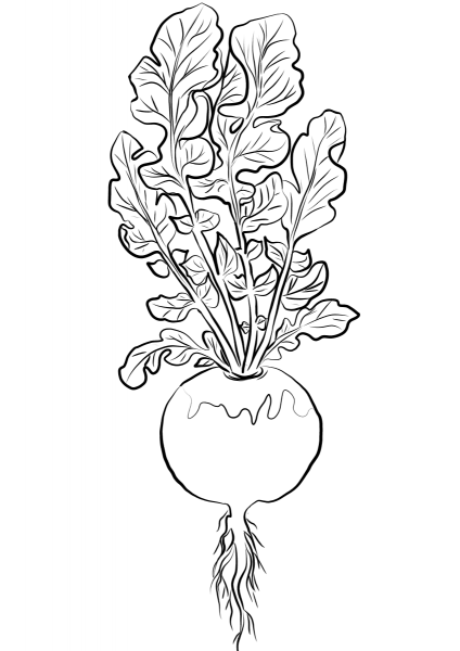 Turnip coloring page image