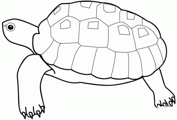 Turtle coloring page image