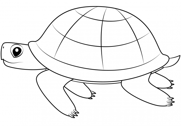 Turtle coloring page image