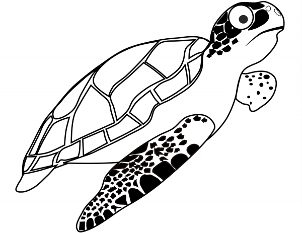 Turtle coloring page image