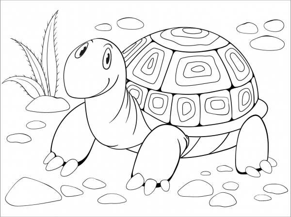 Turtle coloring page image