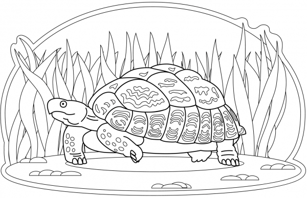 Turtle coloring page image