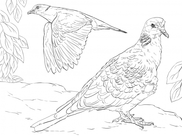 Turtle Doves coloring page image
