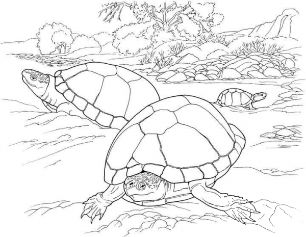 Turtles In The Desert coloring page image