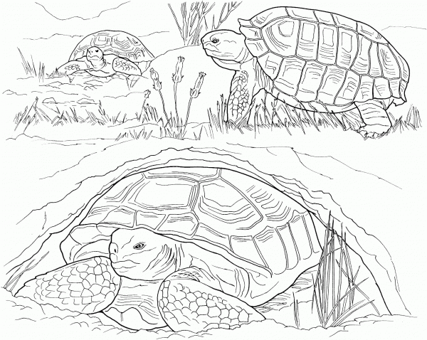 Turtles Laying Eggs coloring page image