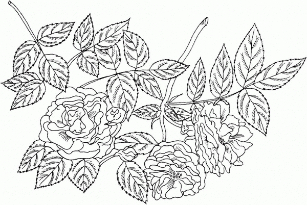 ‘Tuscany Superb’ Gallica Rose coloring page image