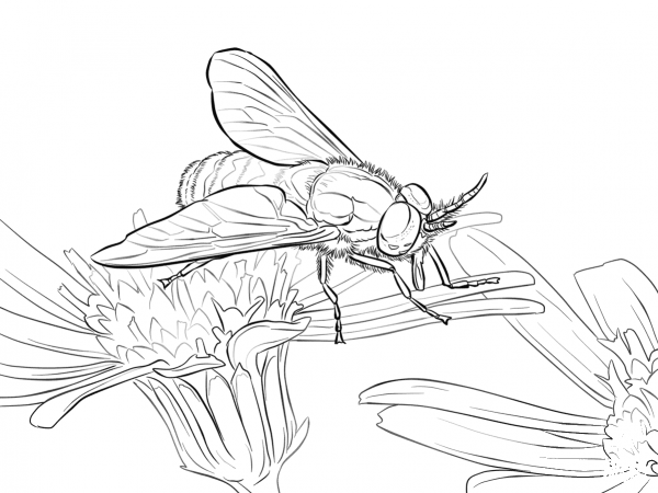 Twin Lobed Deerfly coloring page image