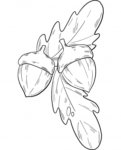 Two Acorns and Oak Laeves coloring page image