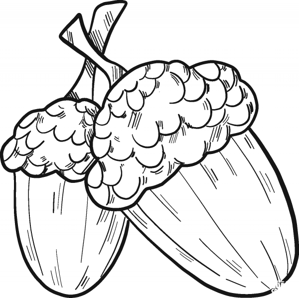 Two Acorns coloring page image