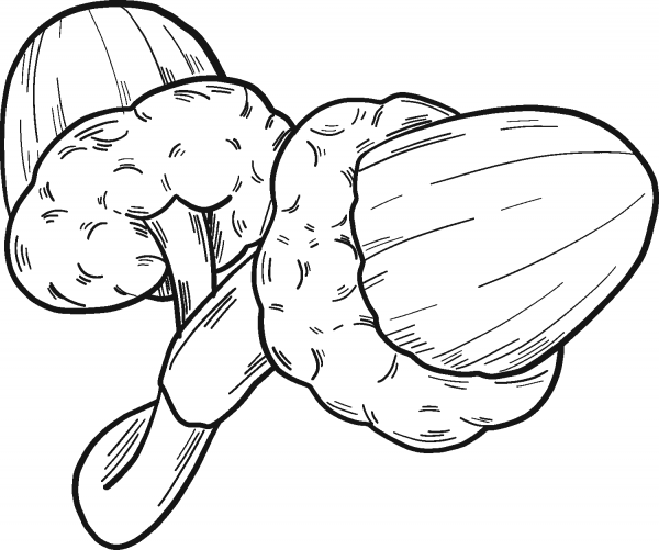 Two Acorns coloring page image