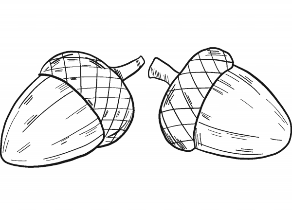 Two Acorns coloring page image