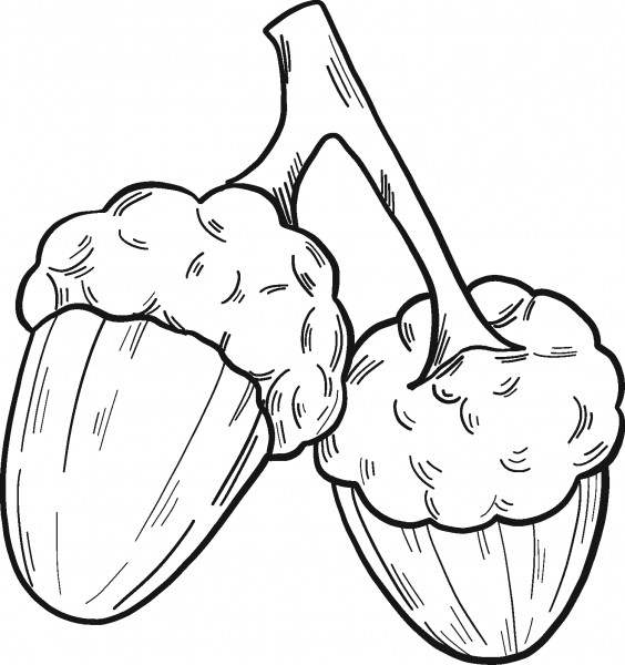 Two Acorns coloring page image