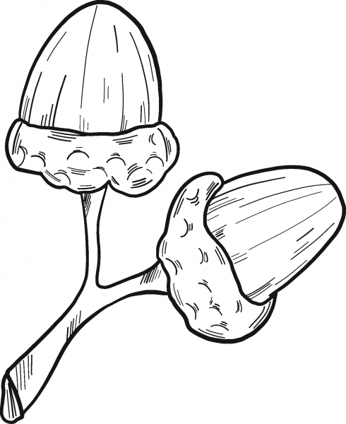 Two Acorns coloring page image