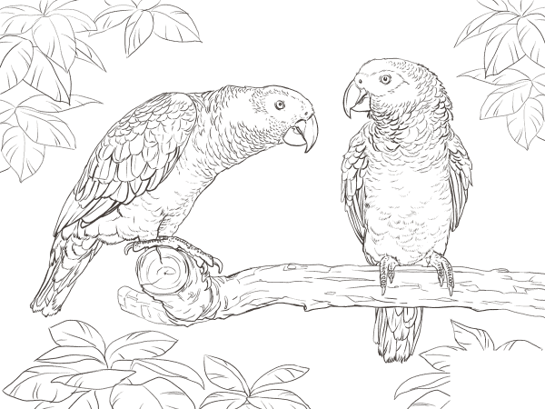 Two African Grey Parrots coloring page image