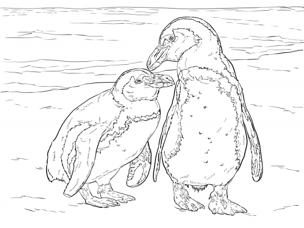 Two African Penguins coloring page image