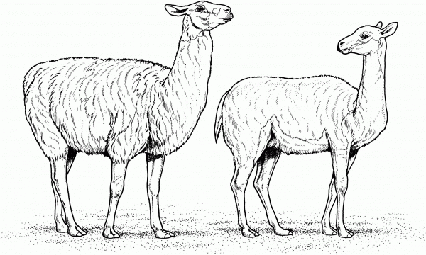 Two Alpacas coloring page image