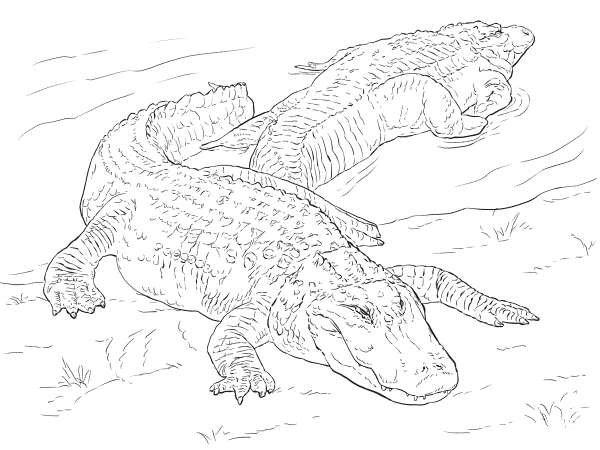 Two American Alligators coloring page image