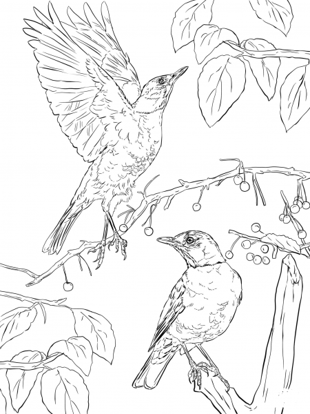 Two American Robins coloring page image