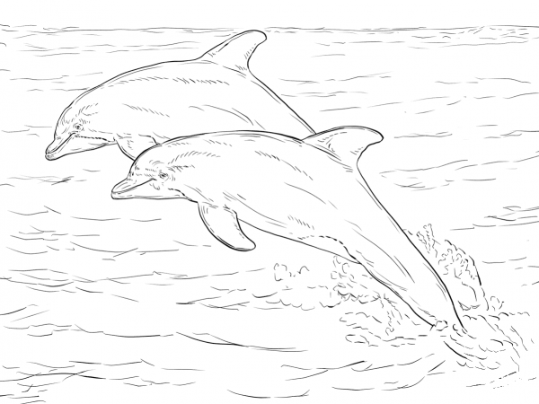 Two Atlantic Bottlenose Dolphins coloring page image