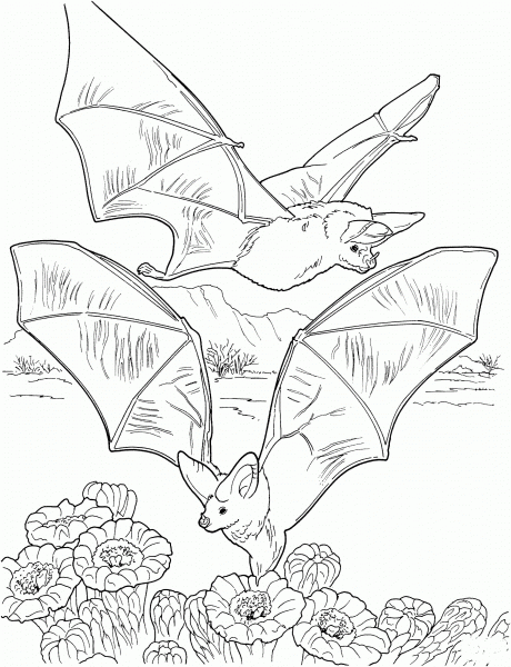 Two Bats Gathering Nectar coloring page image
