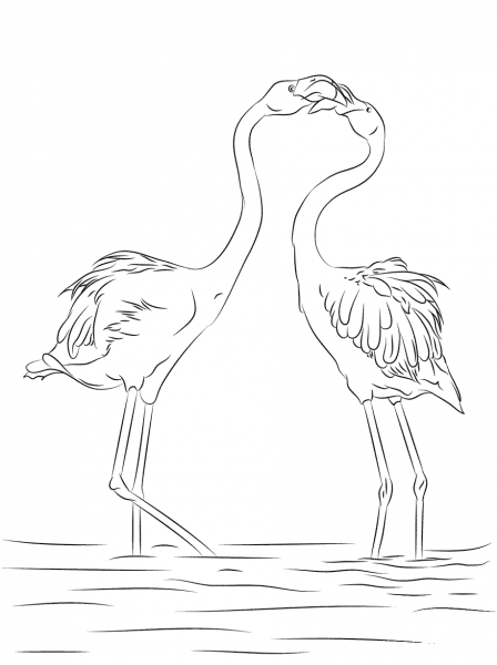 Two Beautiful Flamingo  coloring page image