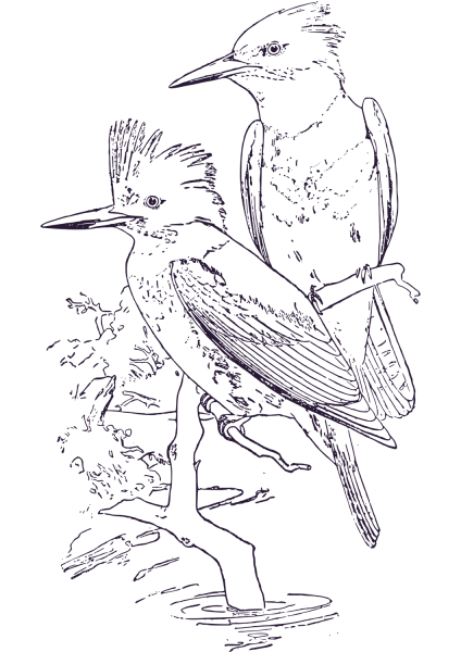 Two Belted King Fishers coloring page image