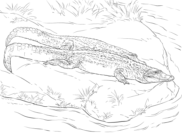 Two Black Caimans coloring page image