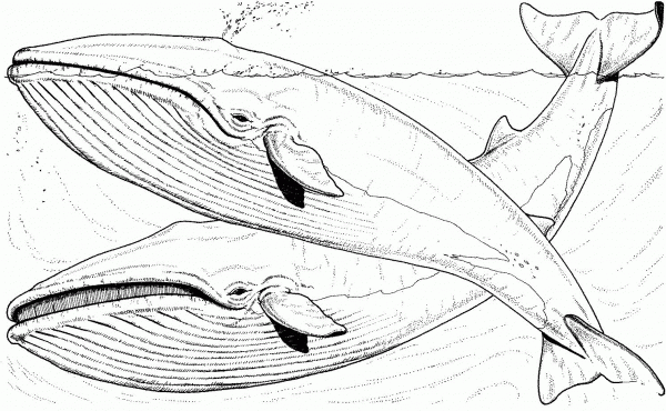 Two Blue Whales In The Sea coloring page image