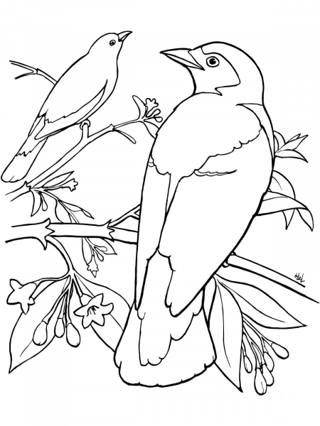 Two Bluebirds Perched on a Tree coloring page image