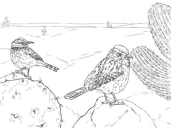 Two Cactus Wrens coloring page image