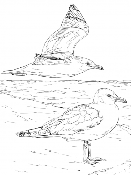 Two California Gulls coloring page image