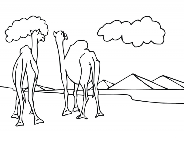 Two Camels Look at Pyramids coloring page image