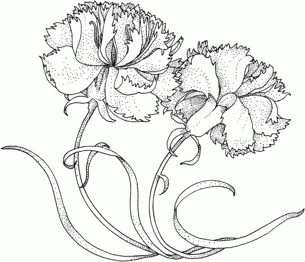 Two Carnations coloring page image