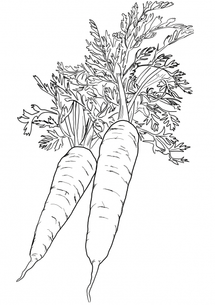Two Carrots coloring page image