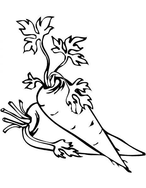 Two Carrots coloring page image