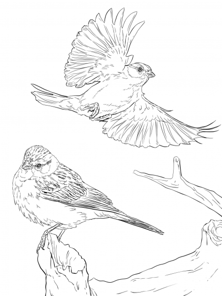Two Chipping Sparrows coloring page image