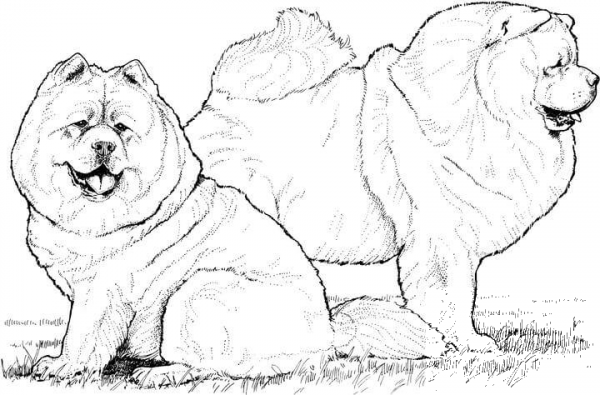 Two Chow Chow Dogs coloring page image