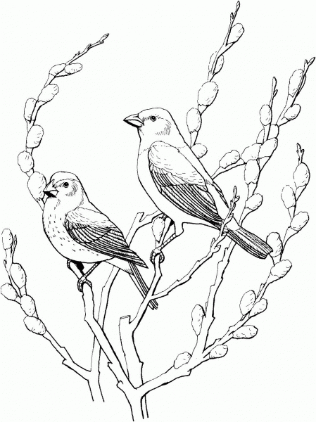 Two Cowbirds coloring page image