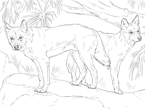 Two Dingo coloring page image