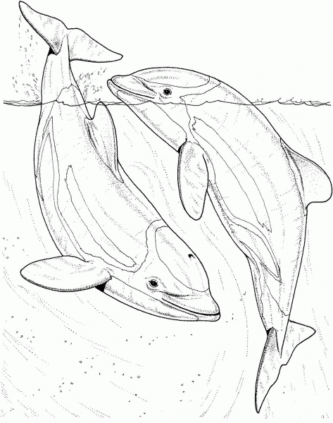 Two Dolphin In The Sea coloring page image
