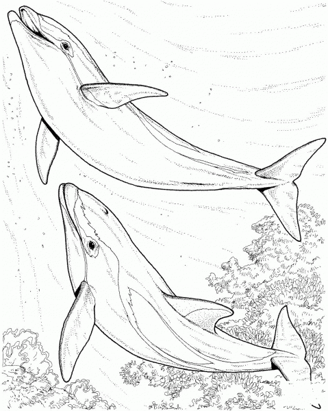 Two Dolphins coloring page image