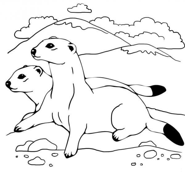 Two Ferrets coloring page image