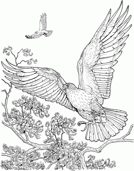 Two Flying Hawks coloring page image