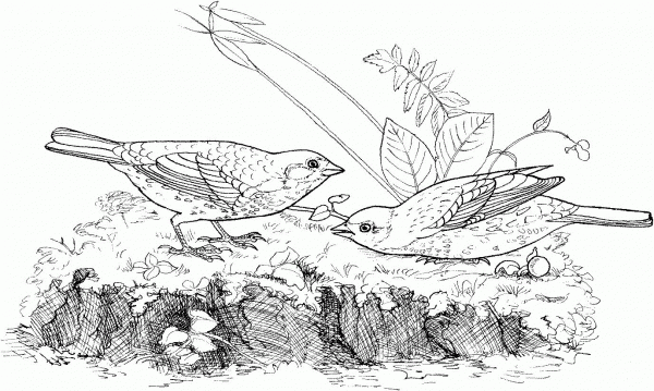 Two Fox Sparrows coloring page image