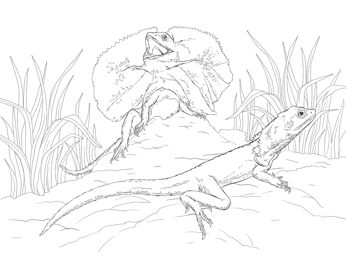 Two Frill Necked Lizards coloring page - ColouringPages