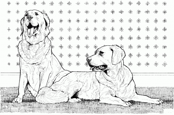 Two Golden Retreivers coloring page image