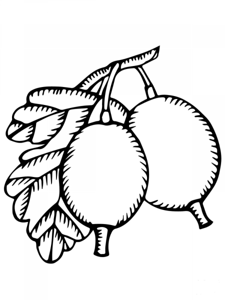 Two Gooseberries coloring page image