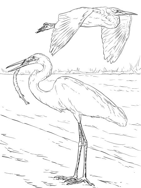 Two Great White Egrets coloring page image
