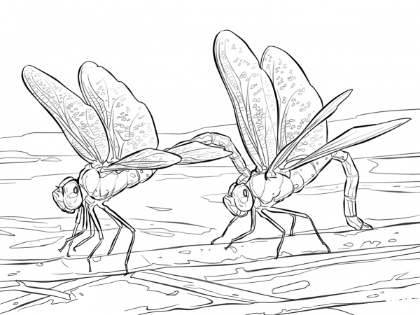 Two Green Darner Dragonflies coloring page image